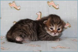 Female Siberian Kitten from Deedlebug Siberians